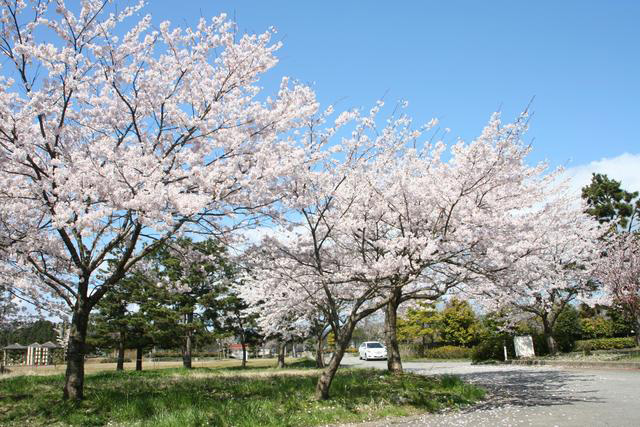 見附島駐車場内の桜
