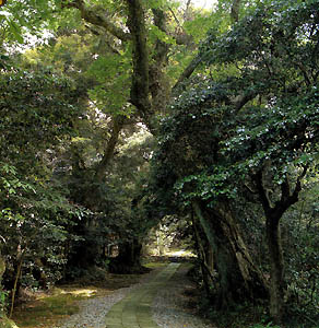 須須神社社叢（すずじんじゃしゃそう）の画像1