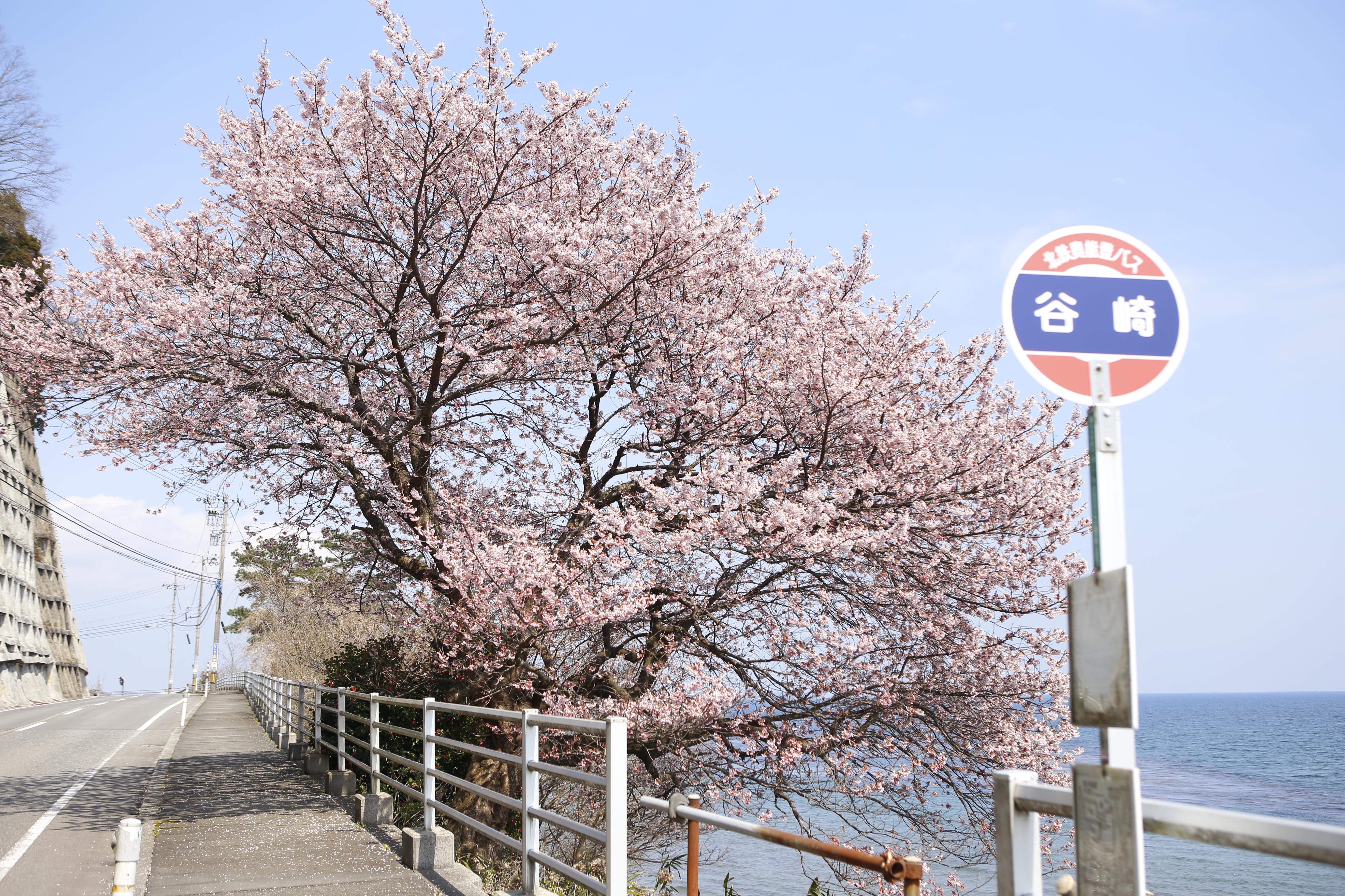 谷崎の桜の画像