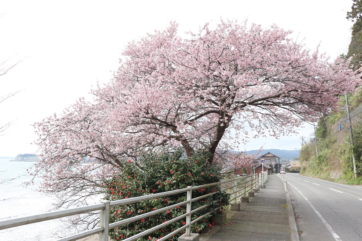 谷崎の桜と見附島の画像