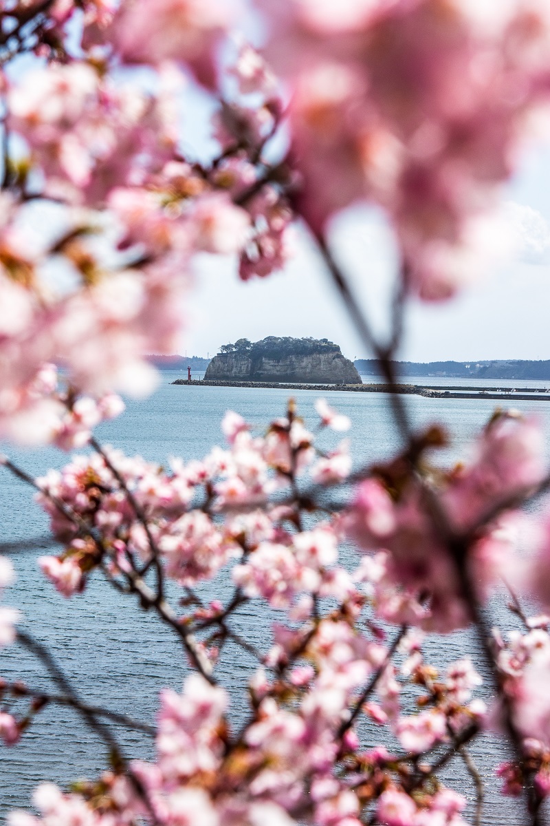 谷崎の桜と見附島の画像2