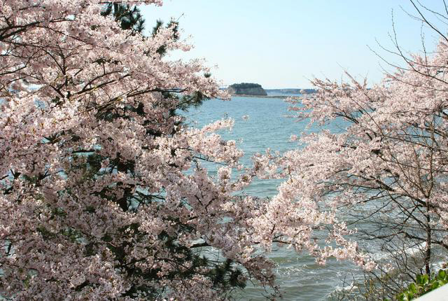 谷崎の桜