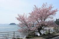 谷崎の桜と見附島