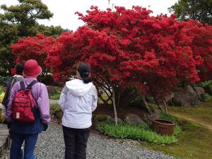 のとキリシマツツジ